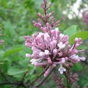 Syringa microphylla